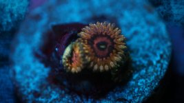queen strat 1 polyp 2 baby.JPG