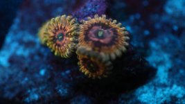 queen strat 3 polyp.JPG