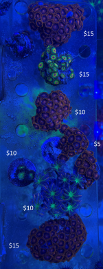 Zoa FS.png