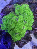 IMG_3552.jpeg