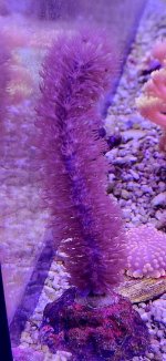 photosynthetic gorg.jpg