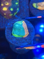 IMG_6784.jpeg