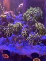IMG_1961.jpeg