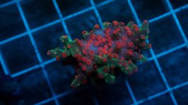 red and green branching cyphastrea.JPG