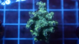 teal branching cyphastrea.JPG