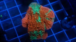 grafted moti cap 2.JPG