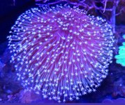 Long Polyp Toadstool.jpg