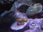 corals 014.jpg
