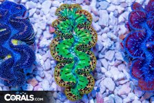 green clam.jpg