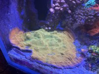 IMG_7885.jpeg