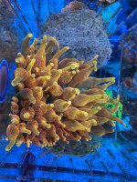 IMG_3718.jpeg