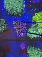IMG_2175.jpeg