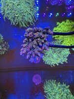 IMG_2178.jpeg