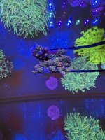 IMG_2180.jpeg