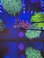 IMG_2185.jpeg
