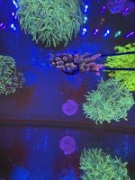 IMG_2187.jpeg