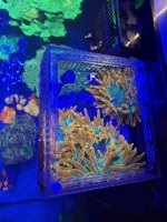 IMG_2191.jpeg