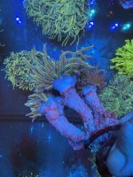 IMG_2195.jpeg