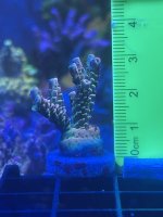 IMG_0987.jpeg