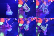 Sheet_02_frags_7-12.jpg