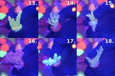 Sheet_03_frags_13-18.jpg
