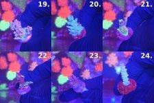 Sheet_04_frags_19-24.jpg