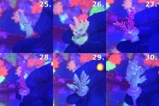 Sheet_05_frags_25-30.jpg