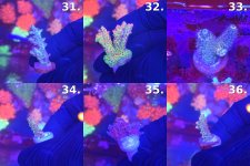 Sheet_06_frags_31-36.jpg