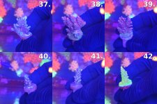 Sheet_07_frags_37-42.jpg