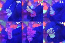 Sheet_09_frags_49-54.jpg
