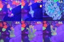 Sheet_11_frags_61-66.jpg