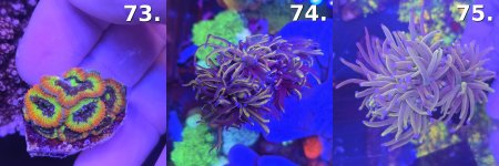 Sheet_13_frags_73-75.jpg