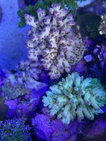 IMG_8150.jpeg IMG_8150.jpeg