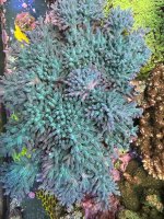 IMG_8131.jpeg IMG_8131.jpeg