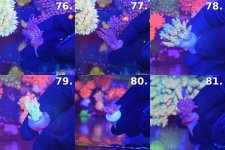 Sheet_14_frags_76-81.jpg