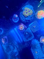 IMG_8398.jpeg