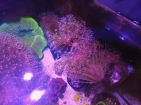 long polyp toadstools.jpg long polyp toadstools.jpg