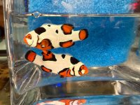 IMG_0044.jpeg