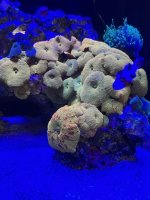IMG_1321.jpeg