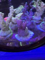 IMG_1218.jpeg