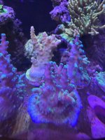 IMG_1217.jpeg