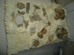 DSC05083.jpg