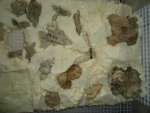 DSC05085.jpg