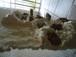 DSC05089.jpg