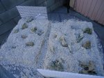 DSC05098.jpg