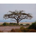 Tree from Kenya.jpg