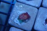 th_fishtank051.jpg