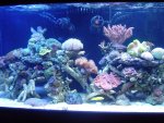 acrylic.tank.sump 009.jpg