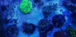 coral 012514 granulosas.jpg