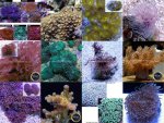 corals.jpg